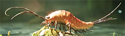 Leggy insect